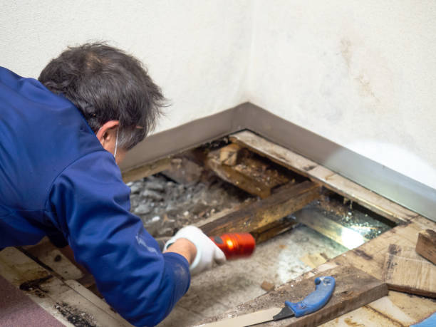 Crawl Space Mold Removal in Stamps, AR