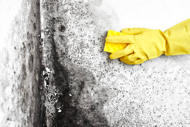 Best Toxic Mold Removal  in Stamps, AR