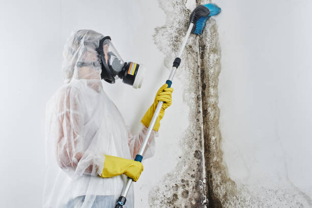 Best Certified Mold Removal  in Stamps, AR