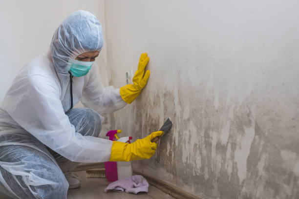 Best Local Mold Removal Service  in Stamps, AR