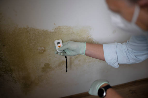 Best Emergency Mold Removal  in Stamps, AR