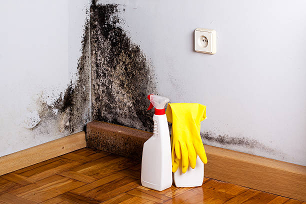 Best Residential Mold Removal  in Stamps, AR