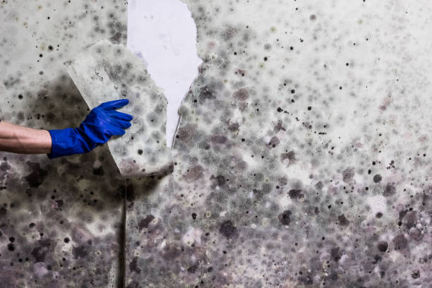 Office Mold Removal Services in Stamps, AR